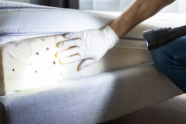 Best Affordable Pest Control Services  in Clemmons, NC