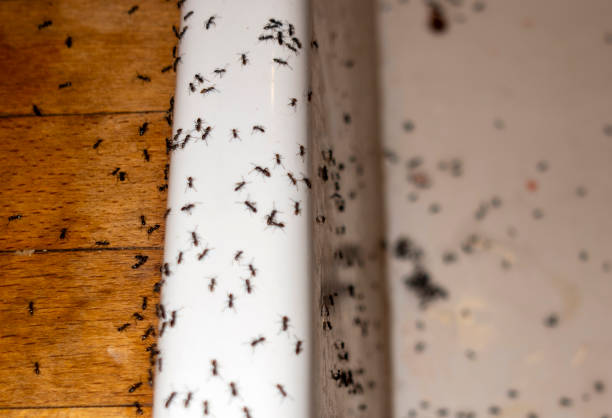 Best Best Pest Control Companies  in Clemmons, NC