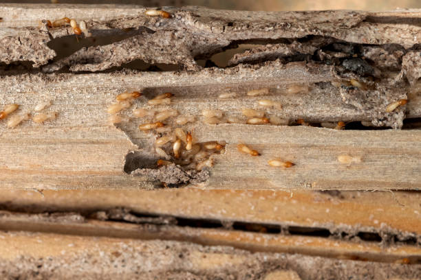 Spider Control Near Me in Clemmons, NC