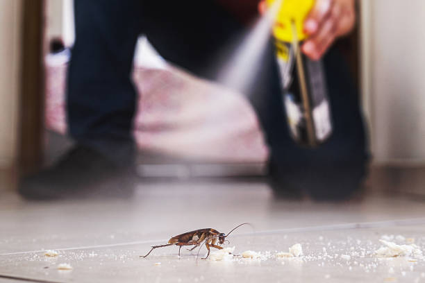 Best Best Pest Control Companies  in Clemmons, NC